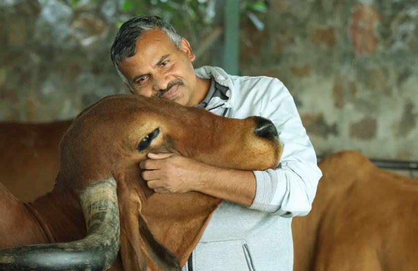 event organizer with cow