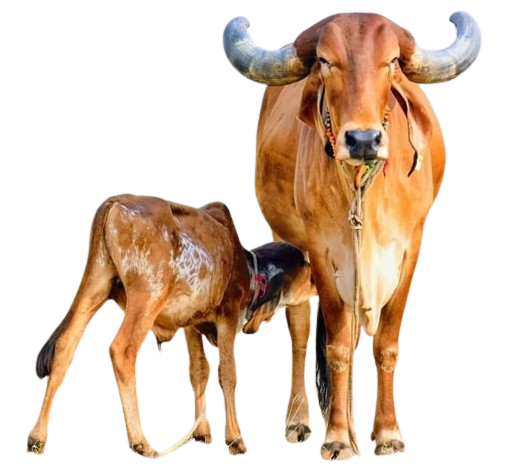 cow image